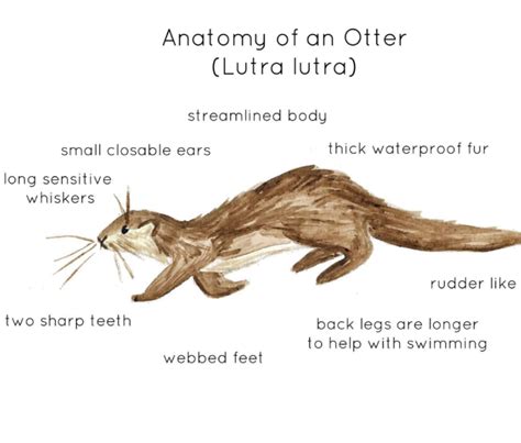 Otter Anatomy Printable Poster by Teach Simple