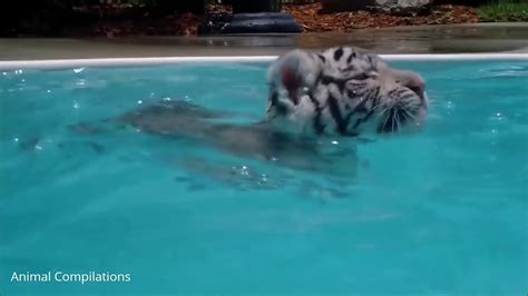 Cute Baby Tiger Cubs Playing - CUTEST Compilation