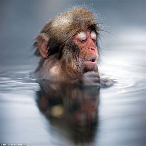 Taking the plunge: Cheeky Japanese snow monkey smiles in delight as he ...