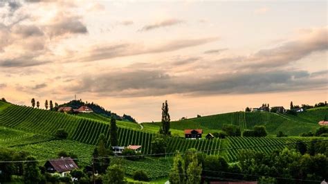 A Complete Guide To Austrian Wine Regions - From The Vine