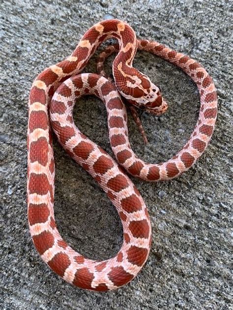 Caramel Corn Snakes for sale | Snakes at Sunset