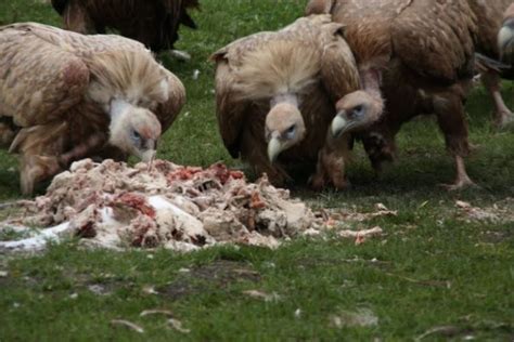 TYWKIWDBI ("Tai-Wiki-Widbee"): Tibetan sky burial