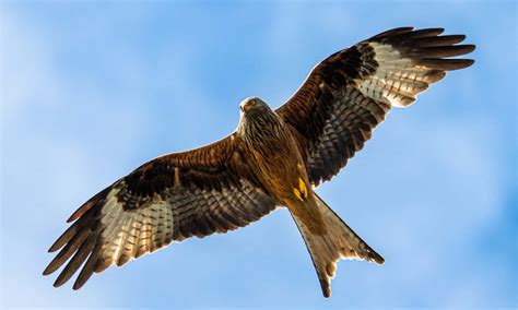 5 Soaring Types of Kite Birds - A-Z Animals