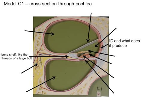 Cochlea Diagram Cross Section