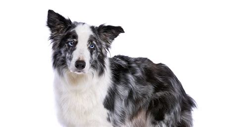 Blue Merle Border Collie Colors, Patterns and Health