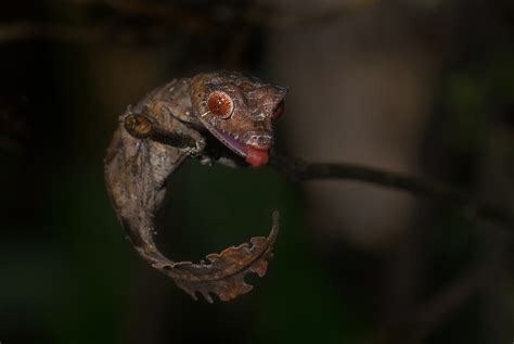 Fantastic Leaf Tailed Gecko | Sean Crane Photography