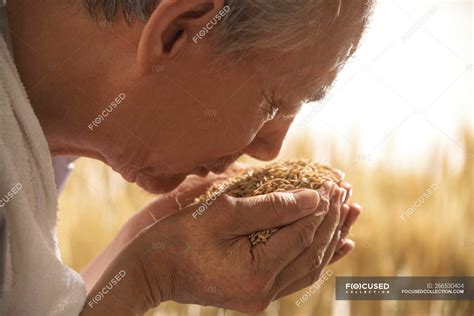 The old farmer with rice — Chinese Ethnicity, indoors - Stock Photo ...