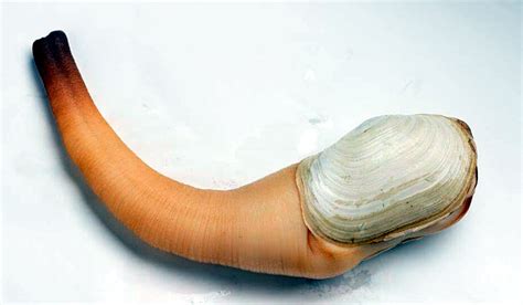 Pacific Geoduck - vic high