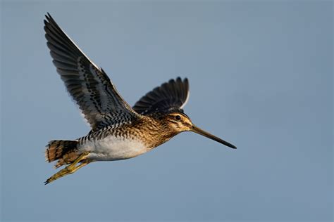 Snipe Hunting - The Complete Guide | Great Days Outdoors