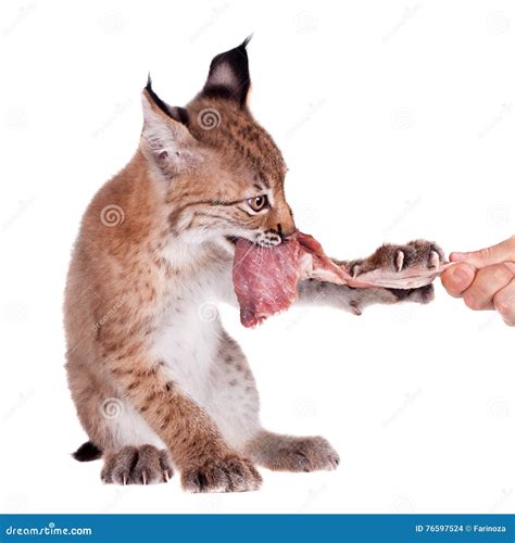 Eurasian Lynx cub on white stock photo. Image of adorable - 76597524