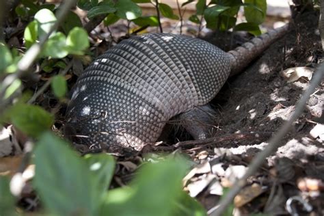 Armadillo Burrow Diagram