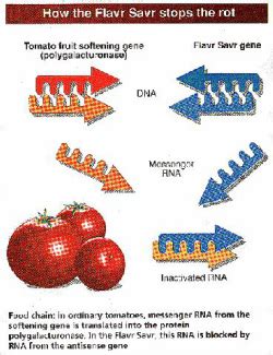 About - GENETICALLY MODIFIED TOMATOES