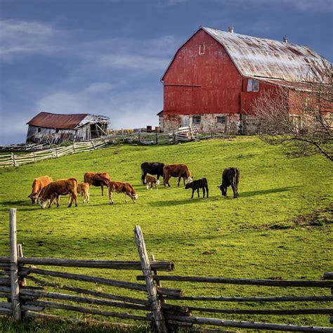 Red Barn And Cows | Old barns, Red barn, Country scenes