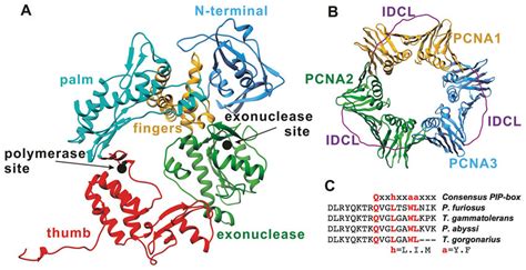 [DIAGRAM] Rna Polymerase Diagram - MYDIAGRAM.ONLINE