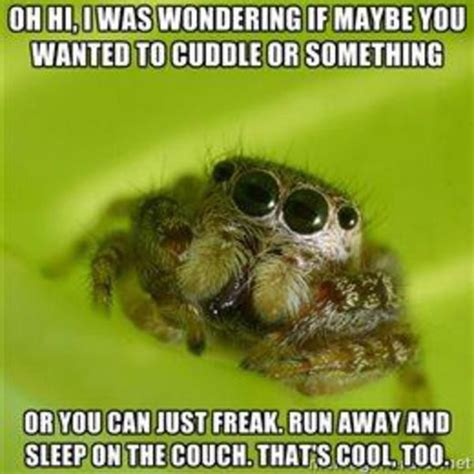 spider meme - Google Search | Spiders funny, Jumping spider, Spider meme