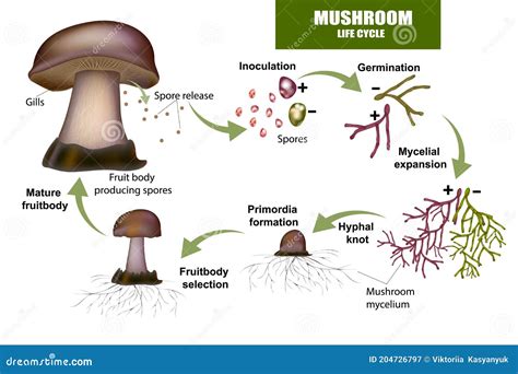 LIFE CYCLE MUSHROOM. Fruit Body Producing Spores Stock Vector ...