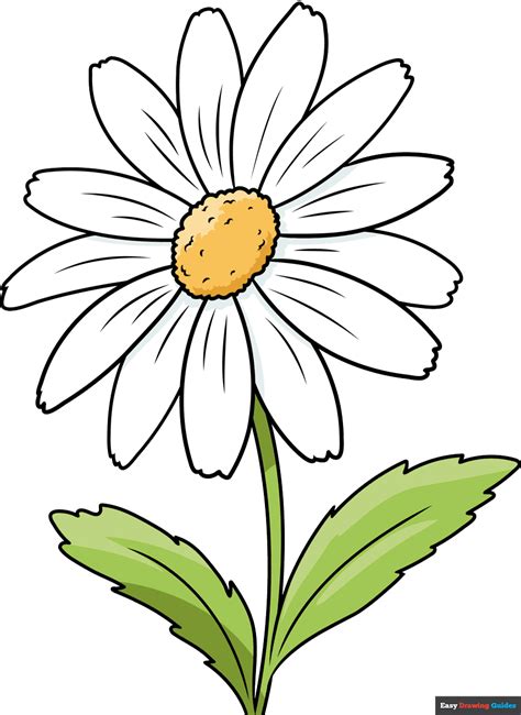 Daisy Flower Drawing | Best Flower Site