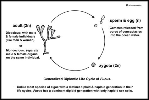 Haploid-diploidy, a (brief?) history