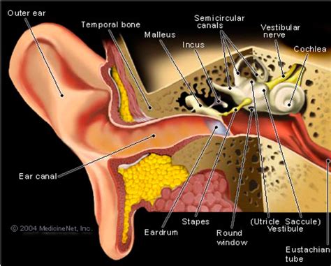 How to Remove an Insect From Your Ear | HealDove