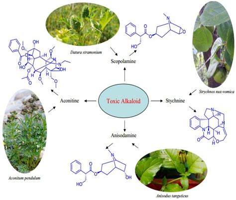 Alkaloid Plants