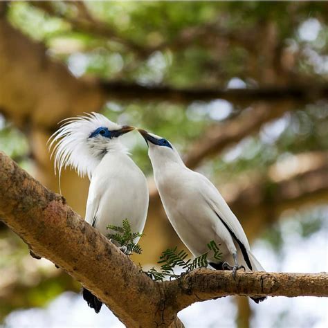 Gambar Burung Jalak Bali - Gambar Burung