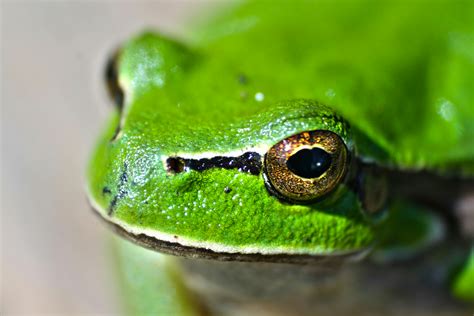 Green frog eyes · Free Stock Photo