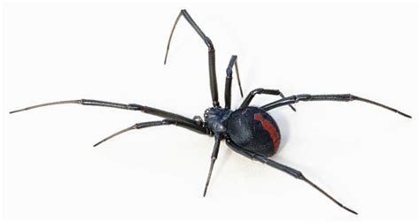 Black Widow Spider : 5 Amazing Facts