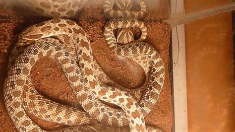 Western Hognose Snakes Mating Ball and Courtship in Capitivity - YouTube