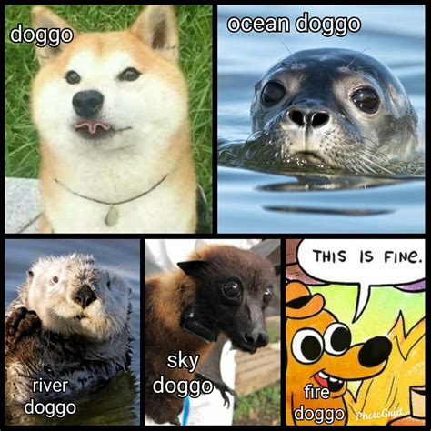 All the doggos : memes