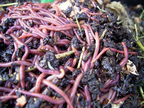 Red Wiggler Earthworm, For Agriculture at Rs 140/kilogram in Jaipur ...