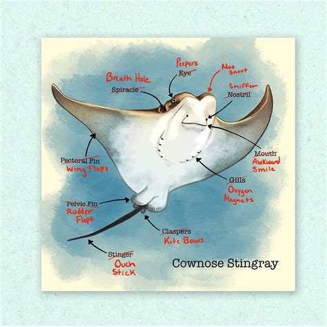 Cordero abdomen Rústico manta ray anatomy Salvaje pueblo alfiler