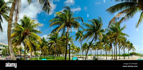 Miami Beach Palm Trees