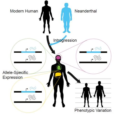 Neanderthal DNA contributes to human gene expression