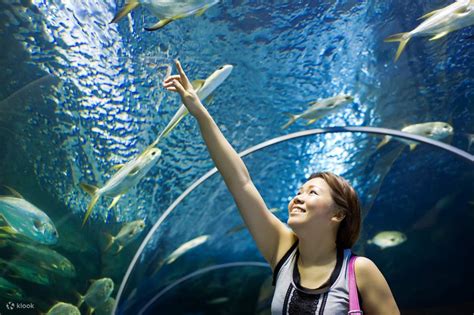 Sleep with the Sharks Experience in Cairns Aquarium - Klook Canada