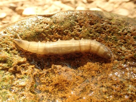 Springfield Plateau: Horse Fly Larvae