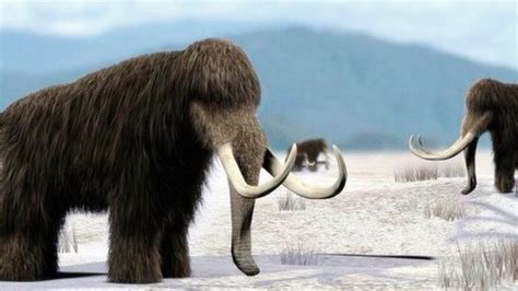 Mammoth frozen in Siberia raises hopes for cloning - CBBC Newsround