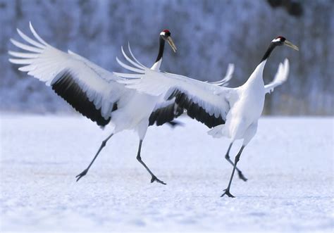 Crane Symbolism & Meaning (+Totem, Spirit & Omens) | World Birds