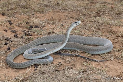 Top 5 Deadliest Animals in Africa - Top 5 Deadliest Animals in Africa