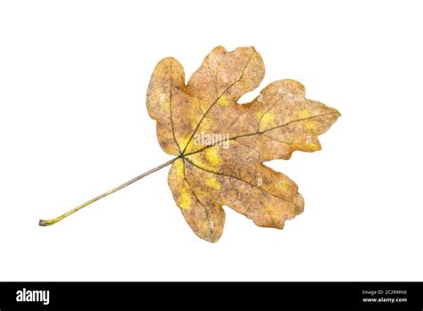 Fall leaf no background hi-res stock photography and images - Alamy