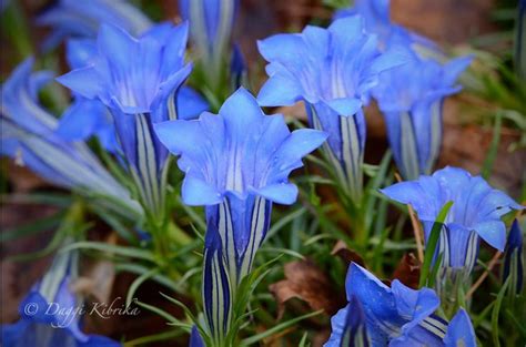 Enzian | Blue flowers, Flowers, Plants