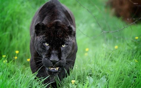 Black Panther Animal Wallpapers - Wallpaper Cave