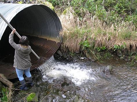 CWU professor to give talk on salmon habitat renovations in Washington ...