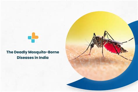 The Deadly Mosquito-Borne Diseases In India - Ayu Health