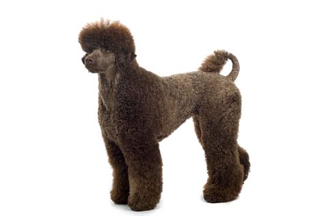 Standard Poodle Cuts Styles - Wavy Haircut