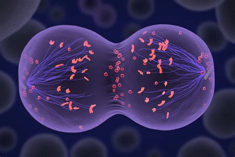 MEIOSIS - Mind Map