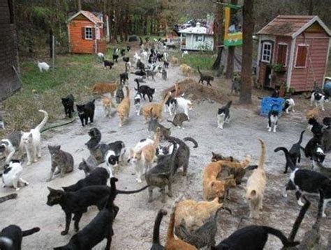 Tashirojima - Cat Island