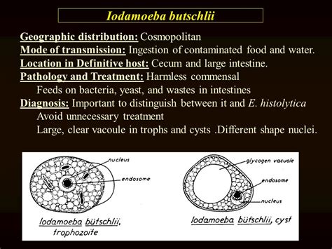 Iodamoeba Butschlii Life Cycle