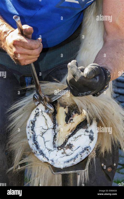 Trimming hoof trimming hi-res stock photography and images - Alamy