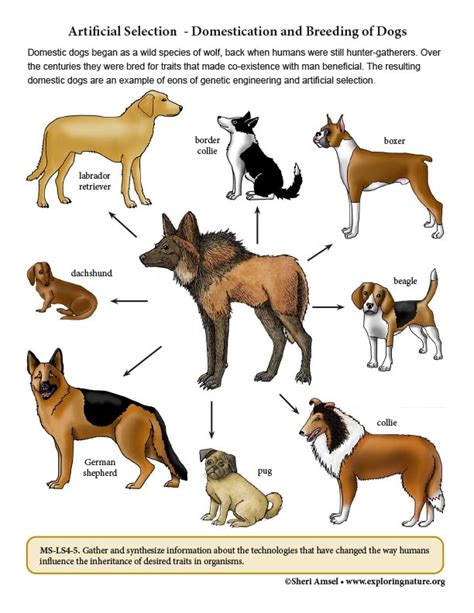 Domestication of Dogs - Artificial Selection - Critical Thinking (6-8 ...