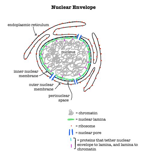 Nuclear Envelope | Structure, Function & Diseases - Lesson | Study.com